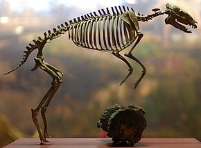 Hyracotherium © Jeff Kubina